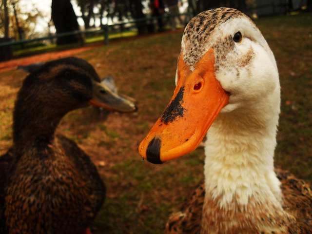 Pato, Animal, Retrato, Pássaro, Floresta