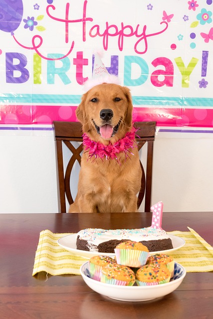 Perro De Cumpleaños, Perro