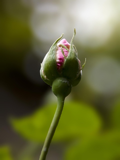 Flori, Boboc De Trandafir, Natura