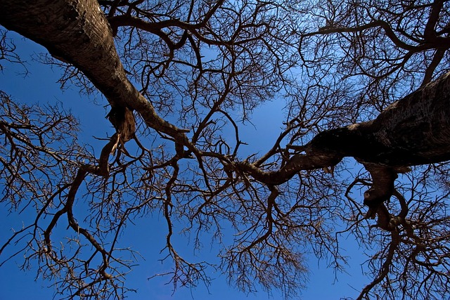 Copaci, Natura, Cer, Filiala, Toamnă
