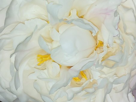 Free Roses Peony photo and picture