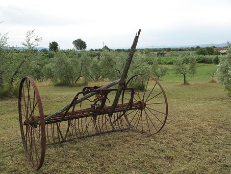 Free Olives Orchard photo and picture