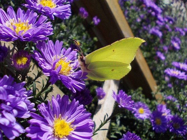 Zitronenfalter, Natur, Asters, Insekt