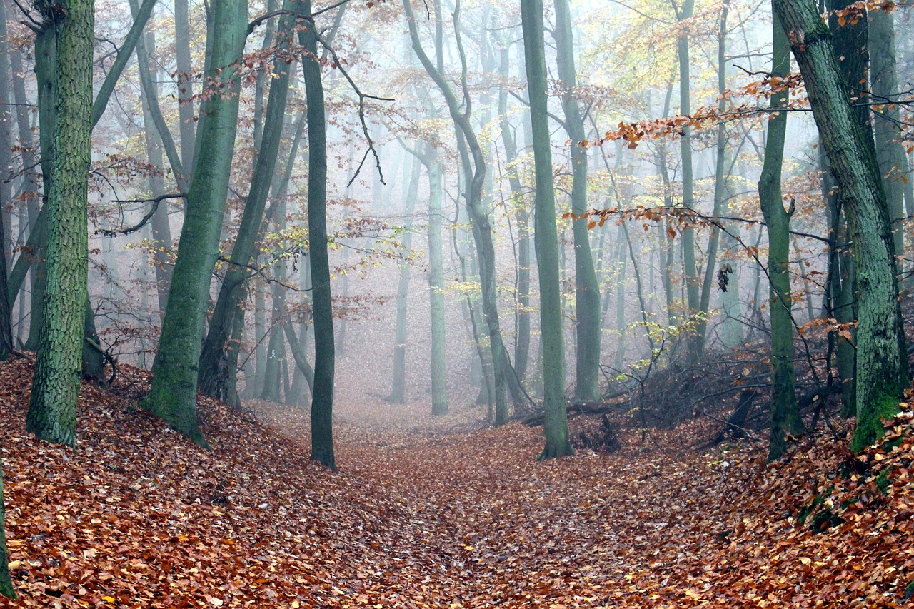 Fog Forest Path Fall - Free photo on Pixabay - Pixabay
