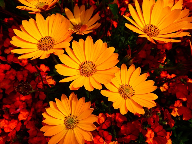 Blumen Sommerblumen Blüten Gelbe - Kostenloses Foto auf Pixabay