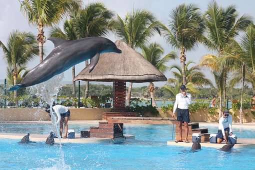 Free Dolphin Liberty photo and picture