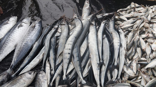 Peixe, Pescaria, Pescador, Captura