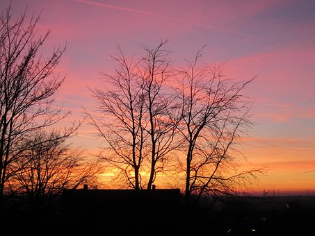 Free Sunset Trees photo and picture