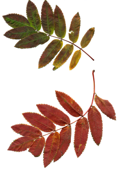1 000 best free clip art images flower borders more best free clip art