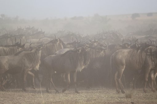 Great Migration, Africa, Safari