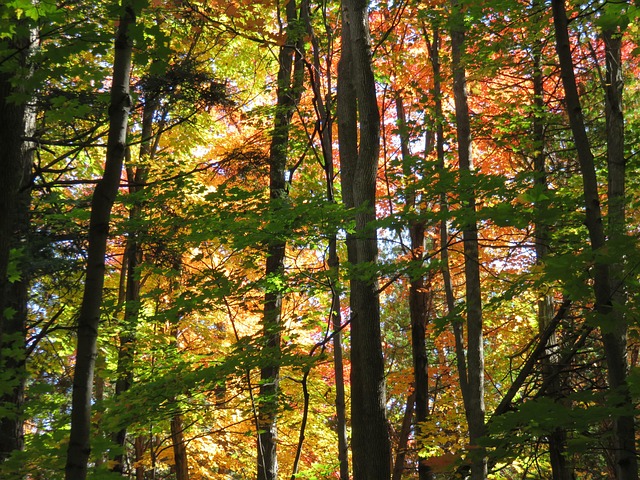 Herbst, Natürlich, Blätter, Farbe