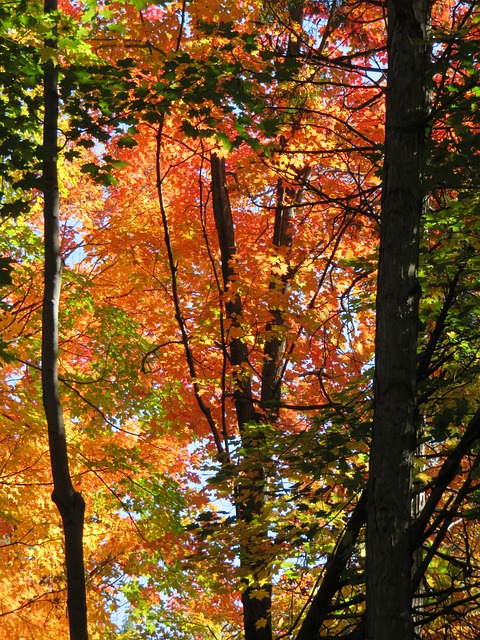 Herbst, Wald, Natur, Blätter, Blatt