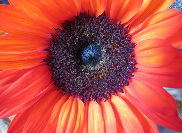 Sonnenblume, Orange, Blumentapete, Natur