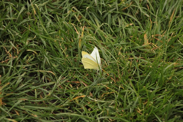 Free Butterfly Grass photo and picture