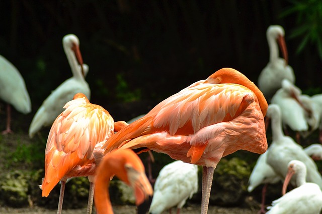 Free Flamingo Birds photo and picture