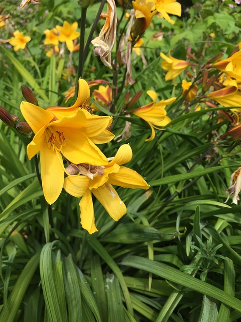 Free Lilies Yellow photo and picture