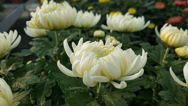 Free Chrysanthemum Flower photo and picture