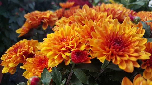 Free Chrysanthemum Flowers photo and picture