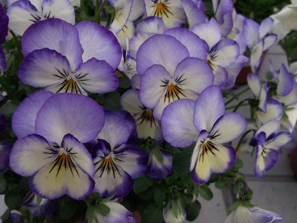 Violets Violet Free photo on Pixabay Pixabay
