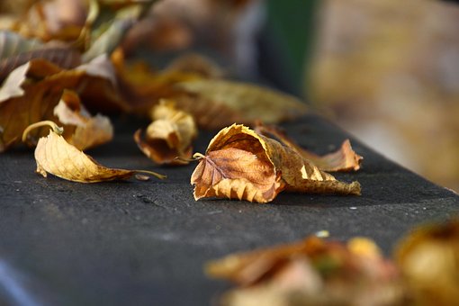 Herbst, Blatt, Blätter, Goldener Herbst