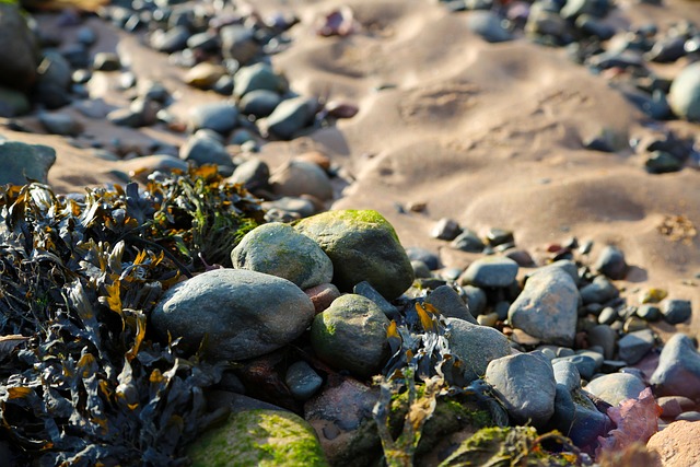 Free Pebbles Seaweed photo and picture