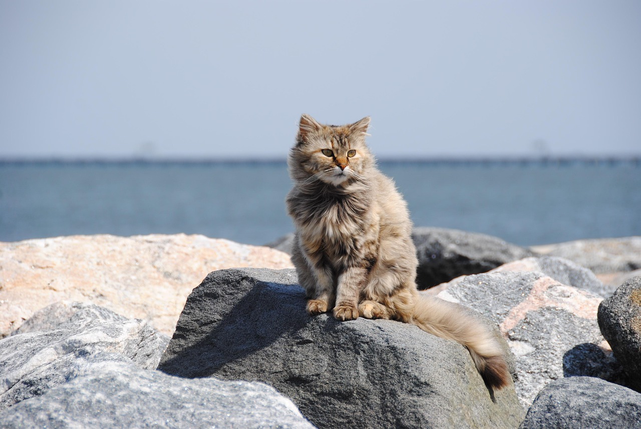 cat-beach-sand-seaside-outdoor-adventure