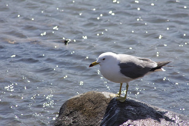 Lokki, Valtameri, Luonne, Linnut, Aallot