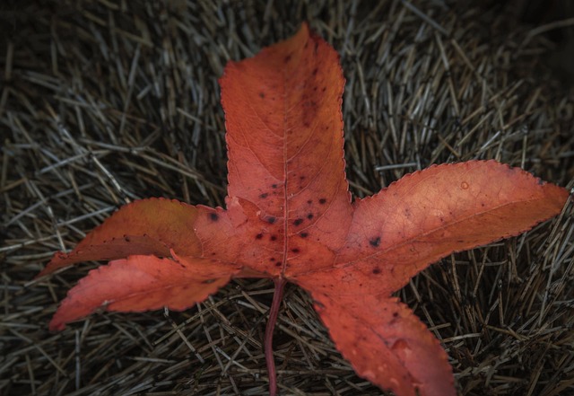 Free Leaf Red photo and picture