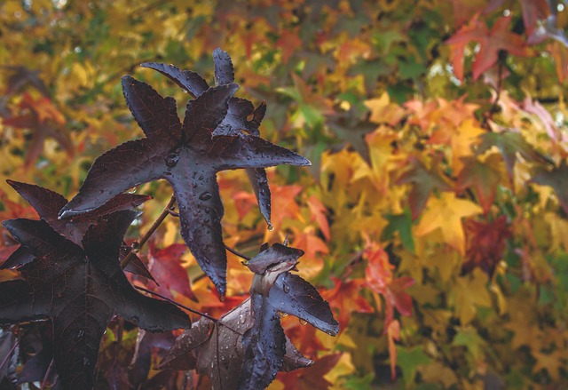 Free Autumn Full Hd Wallpaper photo and picture