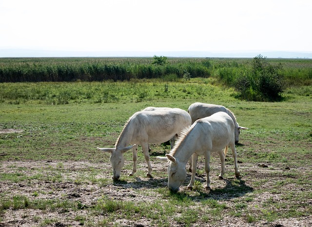 Free Donkey White photo and picture