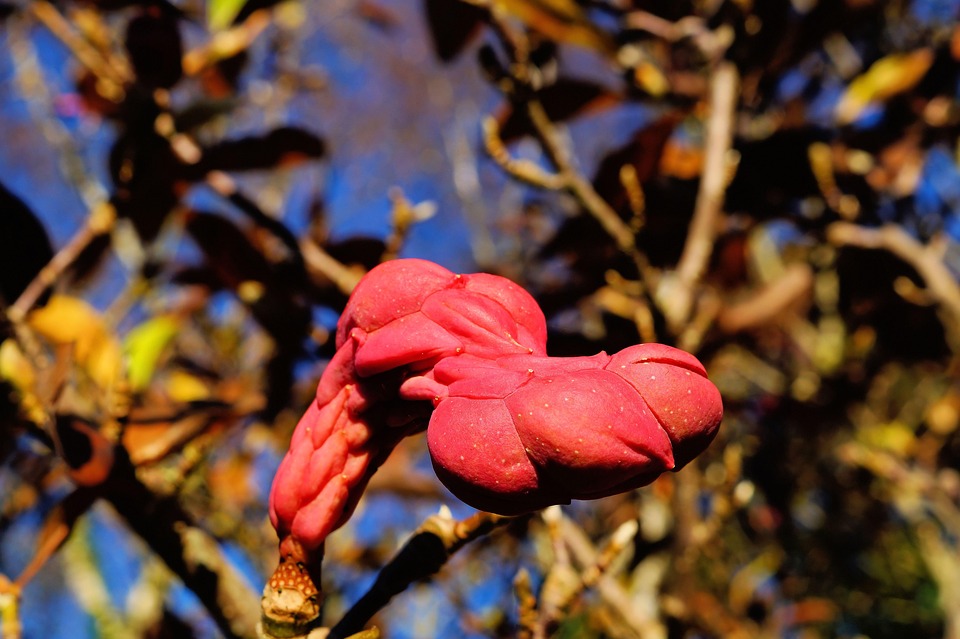 Follicle Tulip Tree Late Autumn Free photo on Pixabay Pixabay