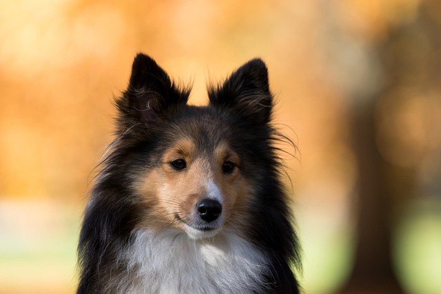 Free Dog Nature photo and picture