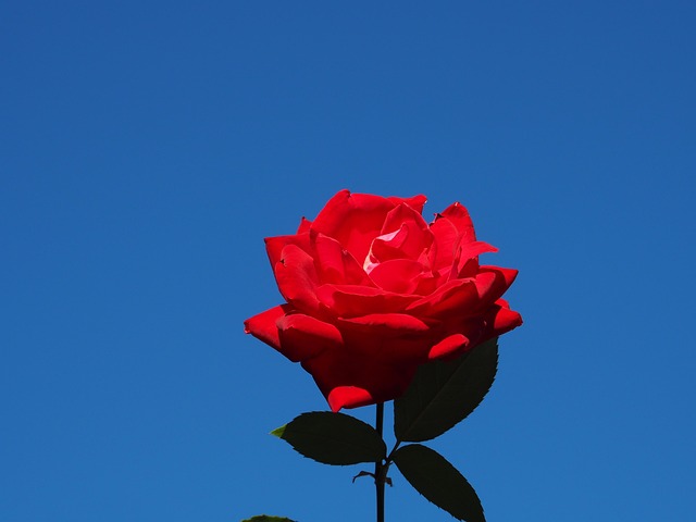 Rose, Blå Himmel, Blomst Tapet