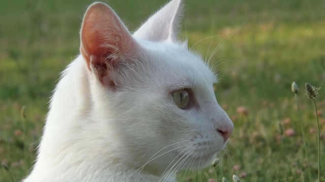 Free Cat Animals photo and picture