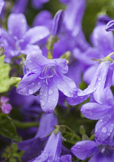 Free Campanula Flower photo and picture