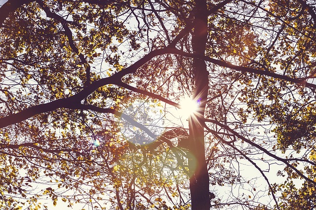 Free Fall Nature photo and picture
