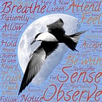 meditation, sensing, observing