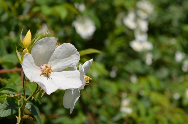 Free Flower Nature photo and picture