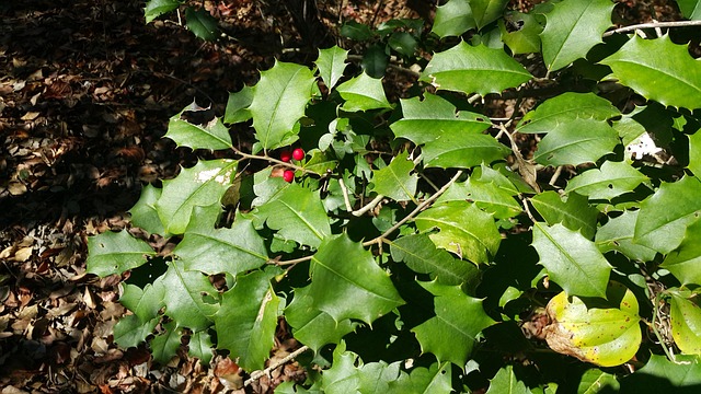 American Holly, Ilex Opaca, Tricou