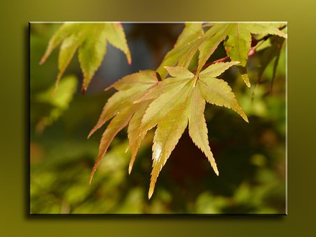 Free Fall Leaf photo and picture