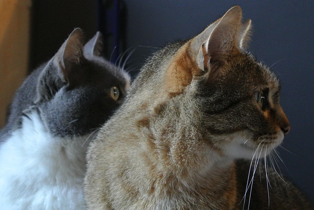 Free Cats Malai photo and picture