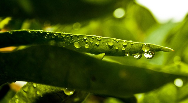 Grün, Blatt, Wasser, Regen, Blätter