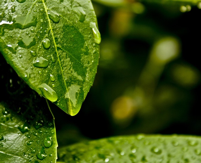 Wasser, Blätter, Natur, Blatt, Grün
