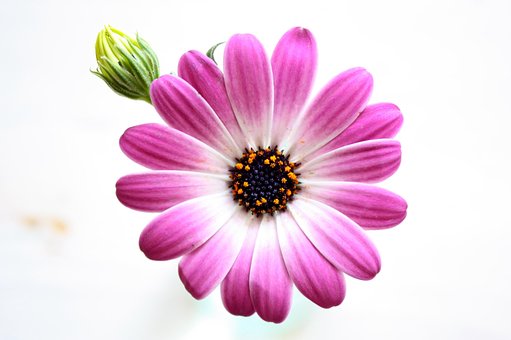Free Flower Pink photo and picture