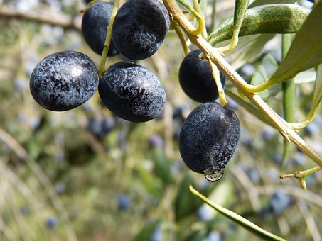 Aceitunas Maduras Oliva Olivo Aceitunas Ac