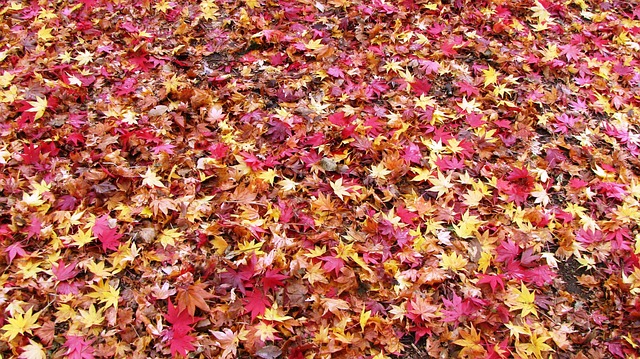 Free Fallen Leaves Autumn In Japan photo and picture