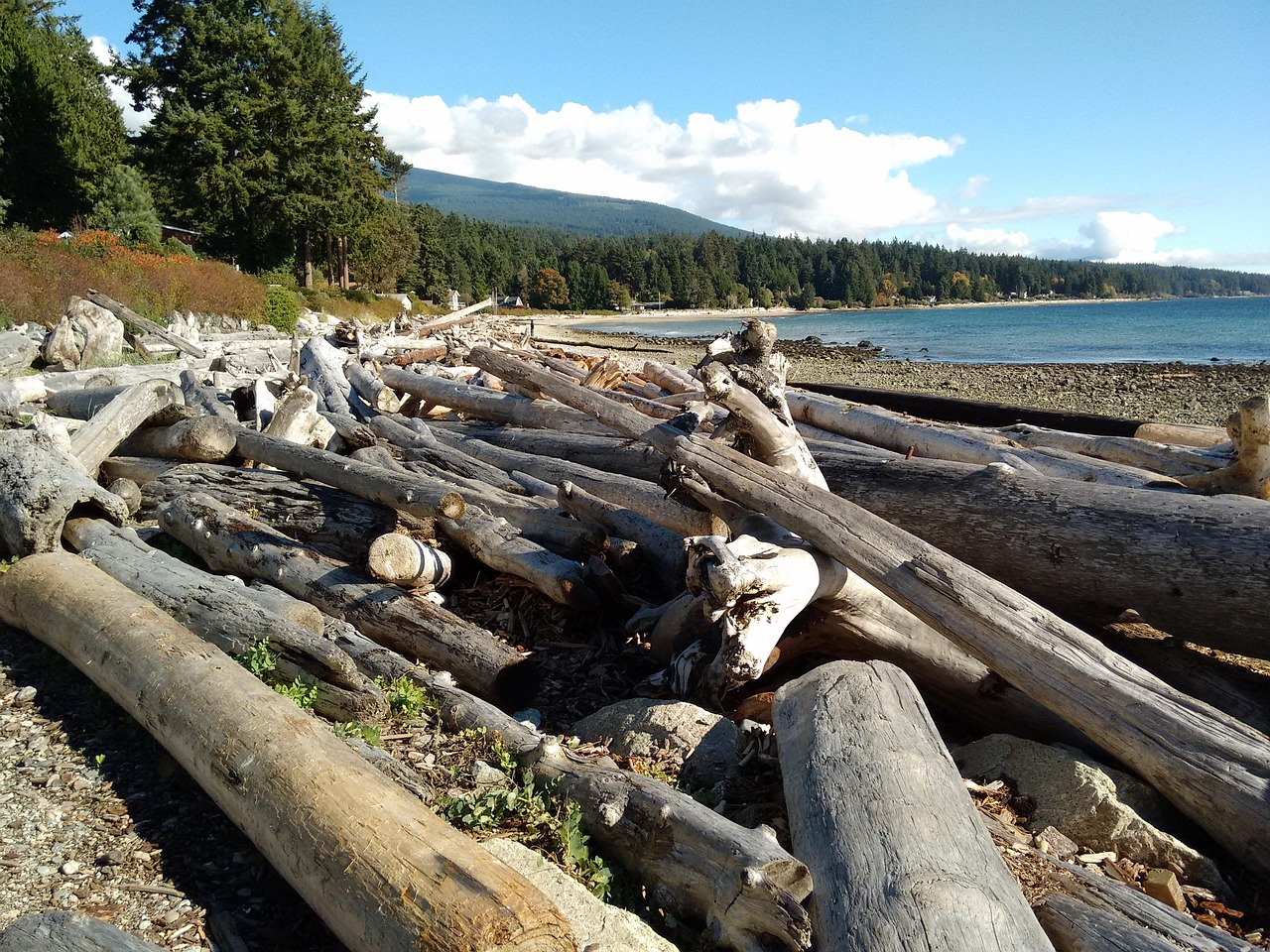 Logs Beach Beachcomber - Free photo on Pixabay