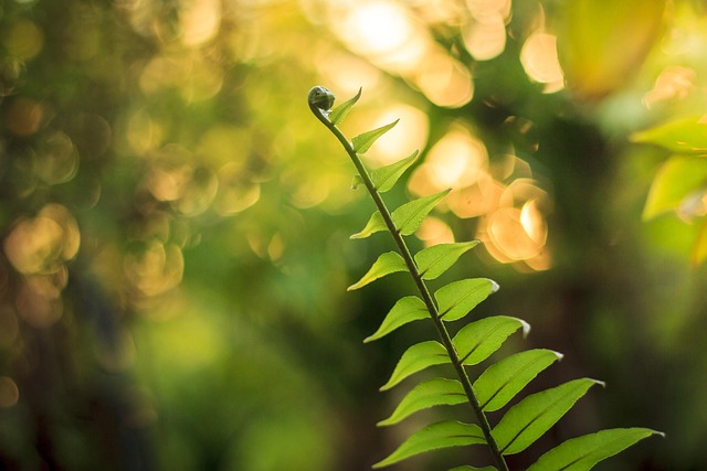 Free Green Fern photo and picture