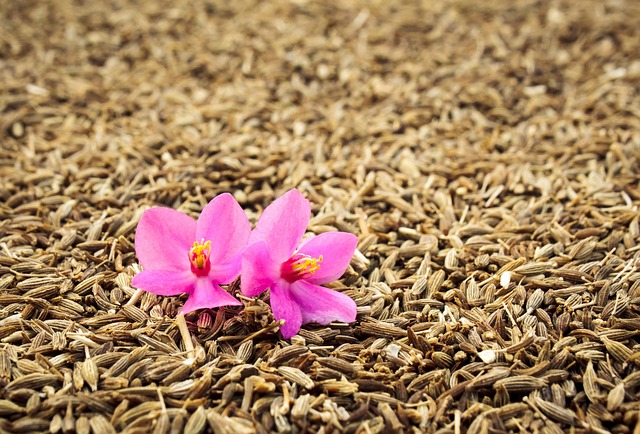 Free Orhid Windows Wallpaper photo and picture