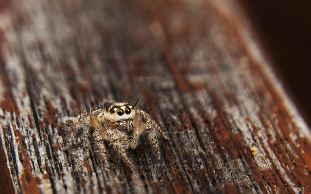 Free Jumpingspider Spider photo and picture